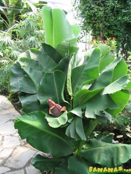 Musa bananarama